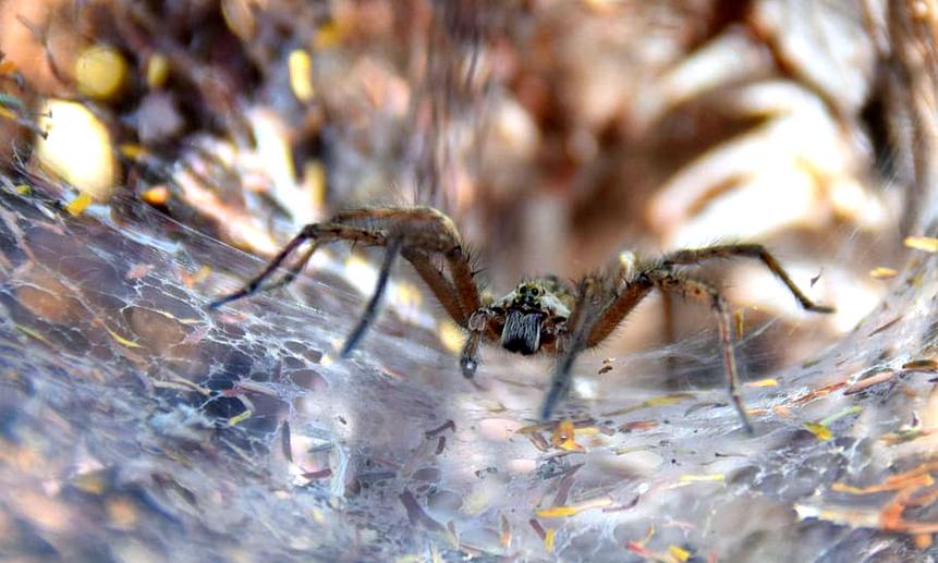 Австралия переживает нашествие едва ли не самых опасных пауков в мире, Atrax robustus.